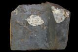 Unidentified Fossil Seed From North Dakota - Paleocene #96886-1